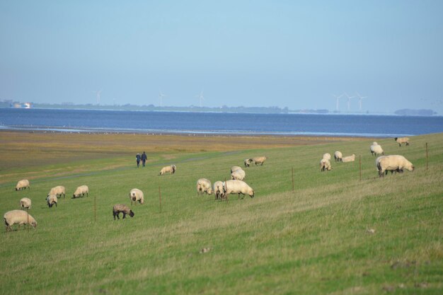 Flock of sheep grazing in a field