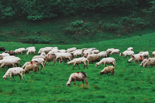 Photo flock of sheep grazing in field