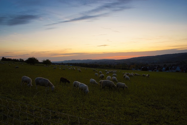 Foto branco di pecore che pascolano nel campo