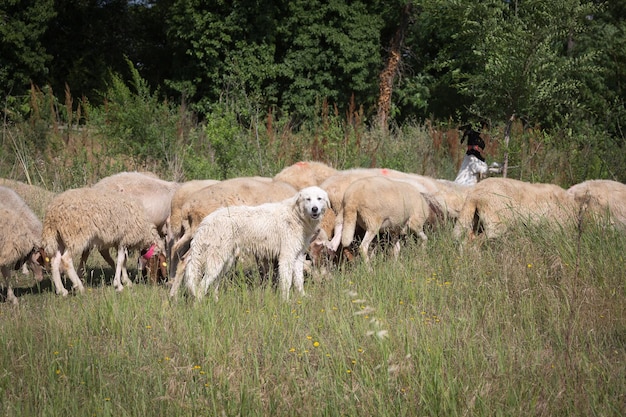 Photo flock of sheep grazing grass in a streambed in springtime