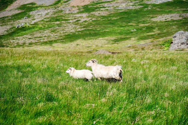 Foto gregge di pecore al pascolo su prati in pascolo in campagna