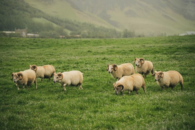 A flock of sheep grazing in a green grass meadow in Iceland