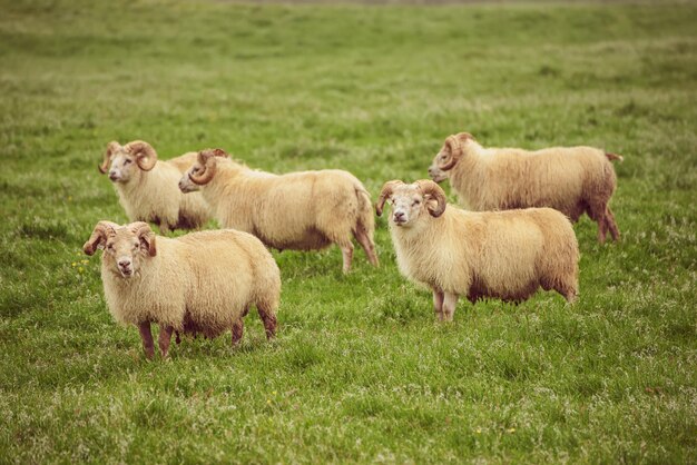 A flock of sheep grazing in a green grass meadow in Iceland