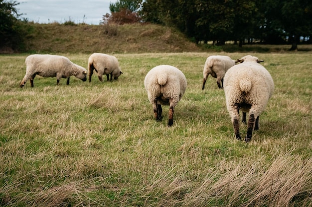 Flock of sheep grazing on green hills