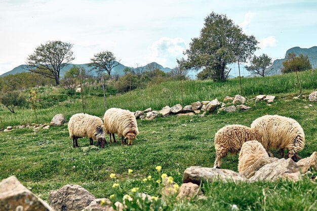 Foto un gregge di pecore che pascolano su verdi prati in montagna in sicilia, in italia