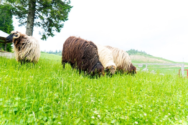 A Flock of Sheep Grazing on The Hill