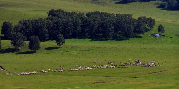 Flock of sheep grazing on landscape