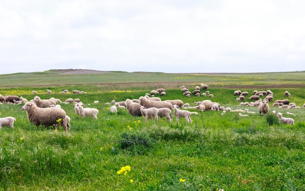 A flock of sheep grazing in a meadow