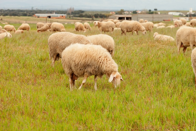 Flock of sheep grazing in a meadow  