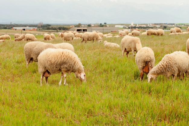 Flock of sheep grazing in a meadow  