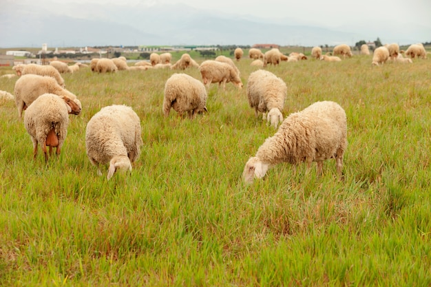 Flock of sheep grazing in a meadow  