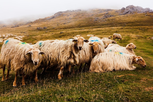 A flock of sheep grazing in the mist at early morning