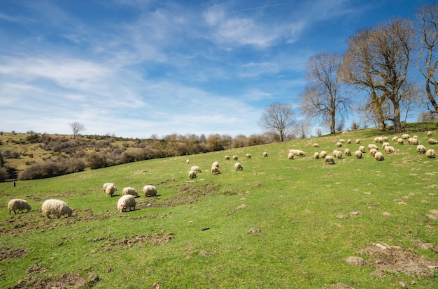 Flock of sheep grazing on mountain meadow