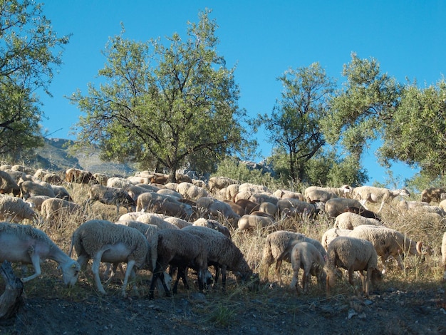 Flock of sheep grazing on a mountain wild area Sheep and lamb eating grass in the herd Farming outdoor Beautiful landscape Animals in wilderness Sunny day amazing weather