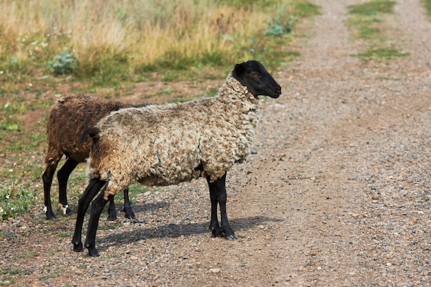 Flock of sheep grazing at summer field. Sheeps on a farm