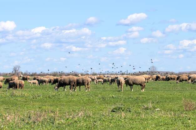 Flock of sheep grazing