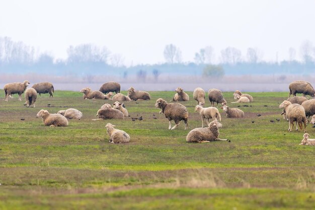 Flock of sheep grazing