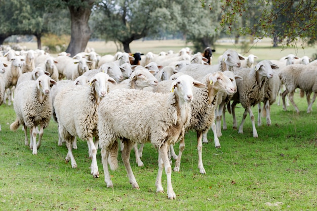 Flock of sheep grazing