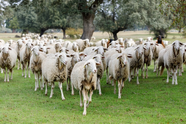 Flock of sheep grazing