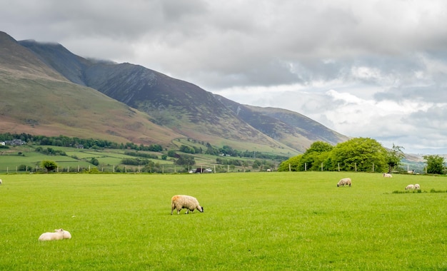 Flock of sheep on green field and mountain background under cloudy sky in countryside of England