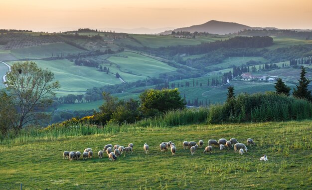Flock of sheep on green field in Tuscany at sunset Italy