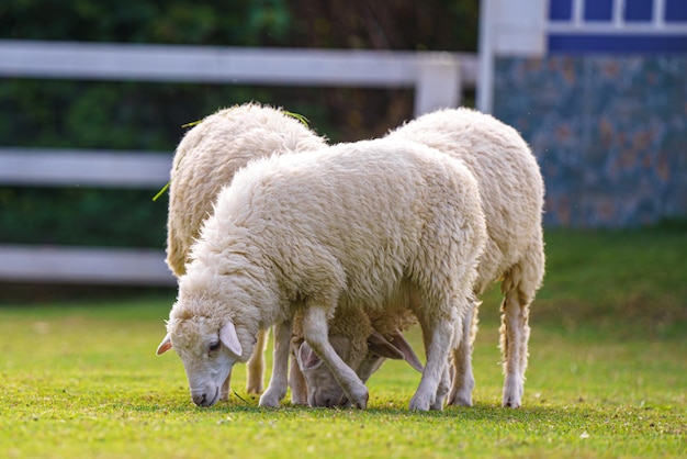 Gregge di pecore in campo verde