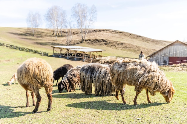 flock of sheep on green grass field background spring.