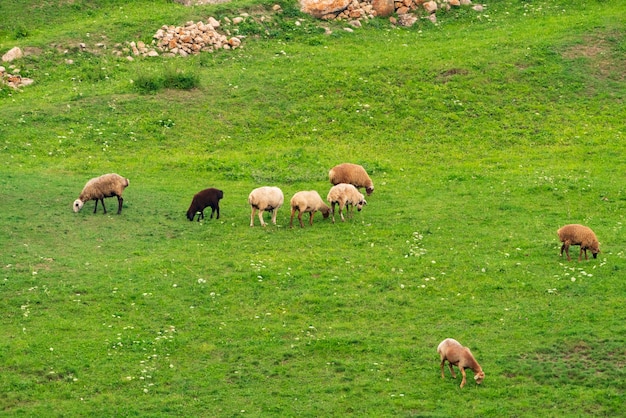 Flock of sheep on green meadow
