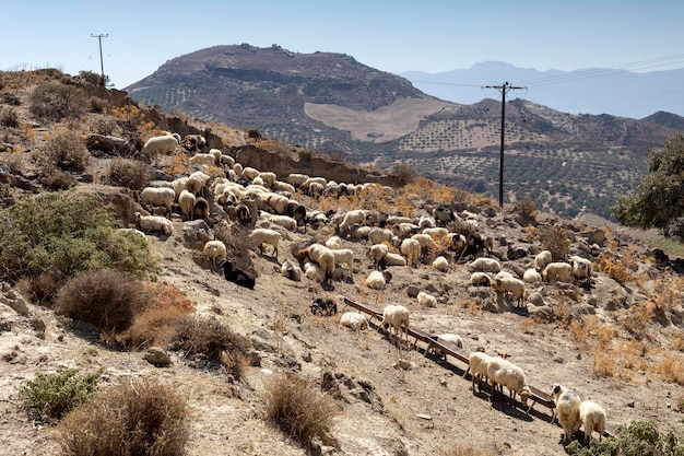 A flock of sheep on a hillside in the highlands