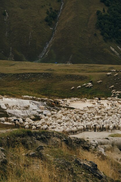 Photo flock of sheep and horned fluffy mountain purebred goats graze in the mountains of georgia in autumn