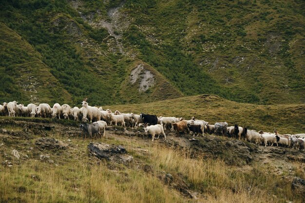 Photo flock of sheep and horned fluffy mountain purebred goats graze in the mountains of georgia in autumn