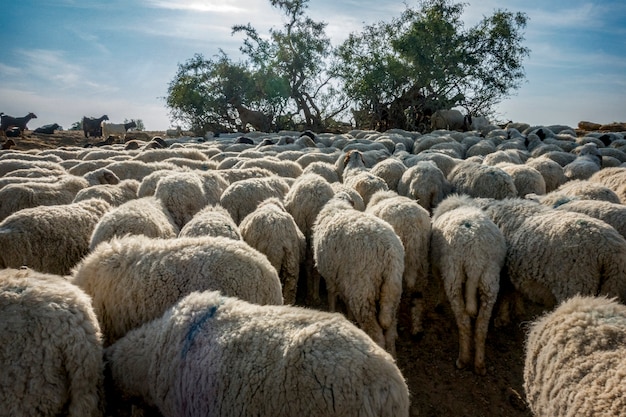 A flock of sheep in India