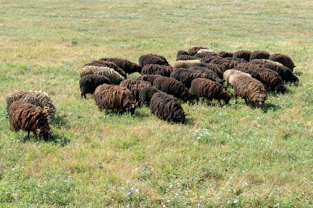 A flock of sheep is grazing in a pasture uncut sheep eat grass\
merino sheep before shearing