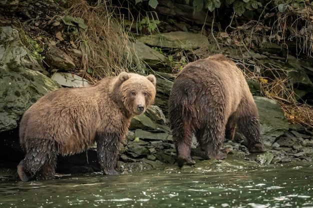 Foto un gregge di pecore in un lago