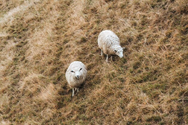 Flock of sheep living on golden pasture in countryside