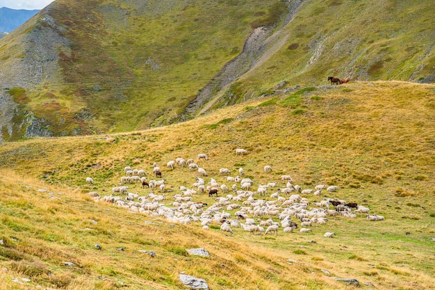 Foto gregge di pecore nel paesaggio di montagna, pirenei spagnoli