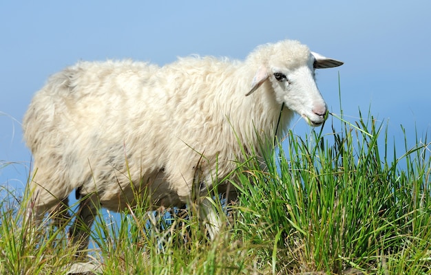 Flock of sheep in a mountain valley