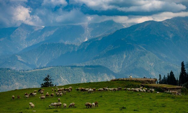 Foto un gregge di pecore in montagna