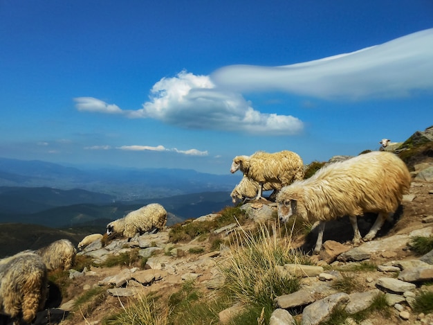 Flock of sheep in the mountains. Location of the Carpathians, Ukraine.