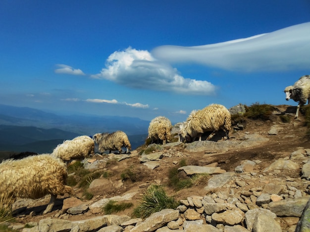 Flock of sheep in the mountains. Location of the Carpathians, Ukraine.