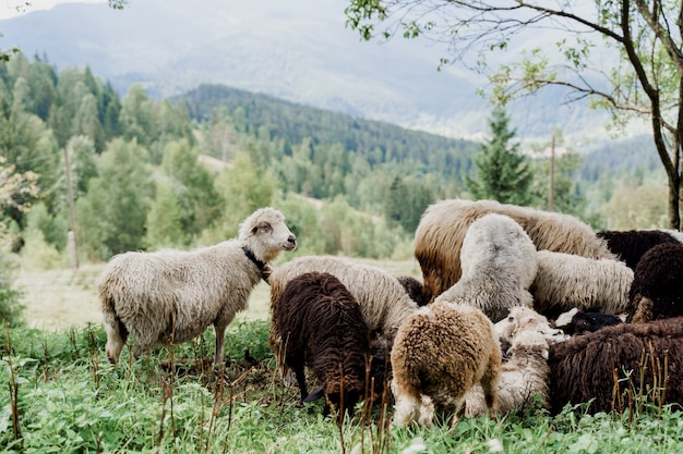 Flock of sheep in the mountains