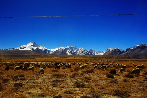 flock of sheep in the mountains