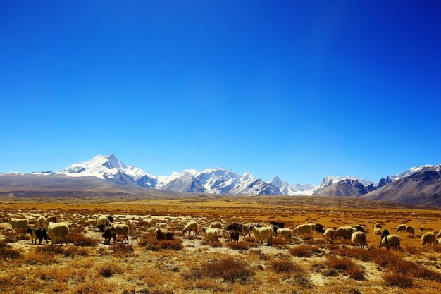 flock of sheep in the mountains