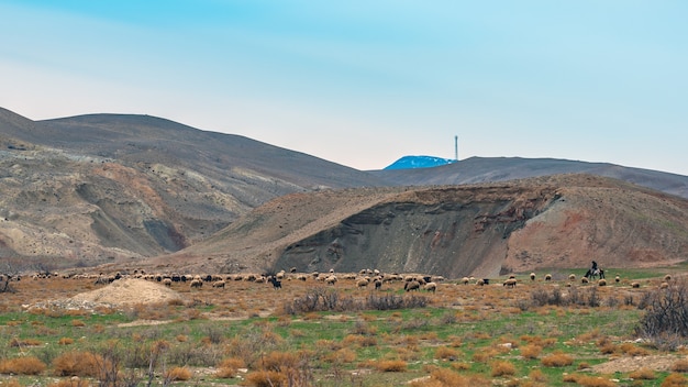 A flock of sheep on the mountainside