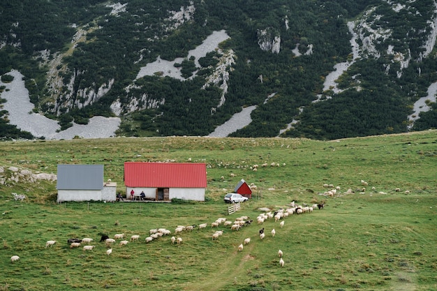 A flock of sheep near a farm in the mountains