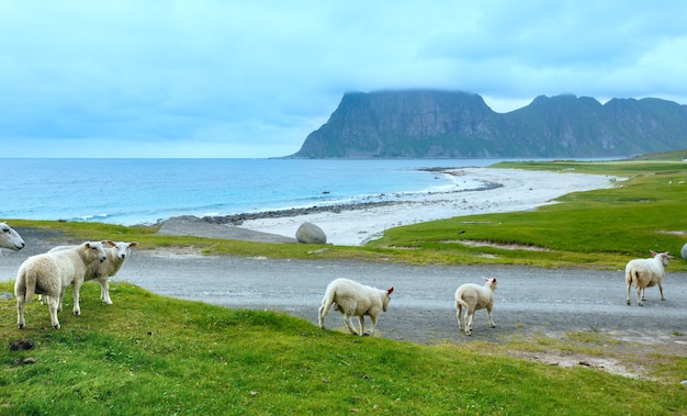 Flock of sheep near Haukland beach. Summer cloudy view