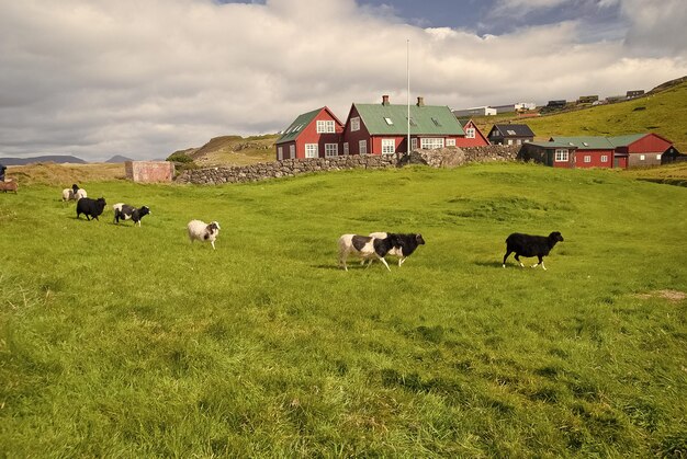 Photo flock of sheep on pasture in torshavn denmark domestic sheep on green grass in village beautiful landscape view animal life on farm livestock summer vacation on farm