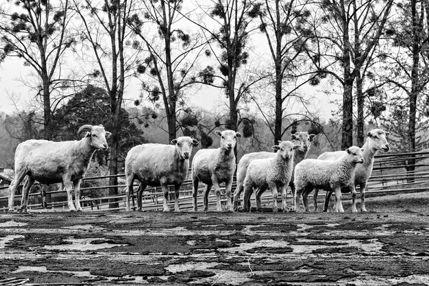 Photo flock of sheep in pen against trees