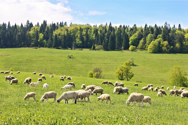 a flock of sheep in Polish mountains