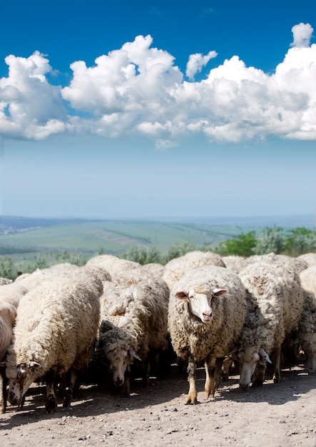 Flock of sheep on the road